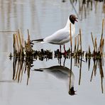 Lachmöwe (Chroicocephalus ridibundus) mit Spiegel, Black-headed gull,Gaviota reidora