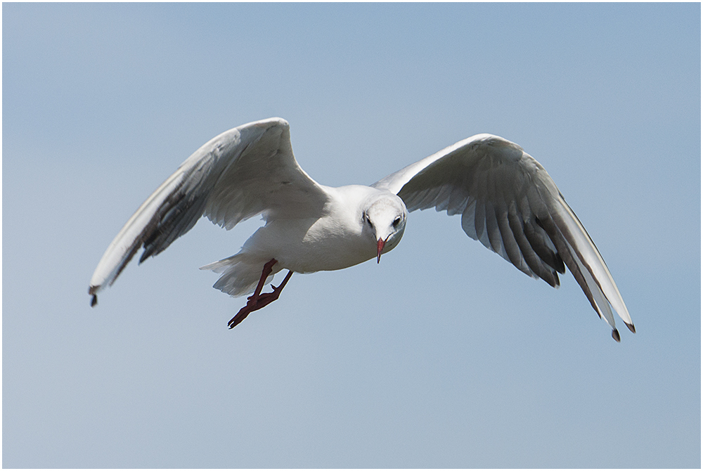 Lachmöwe - Chroicocephalus ridibundus, Syn.: Larus ridibundus