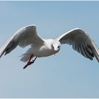 Lachmöwe - Chroicocephalus ridibundus, Syn.: Larus ridibundus