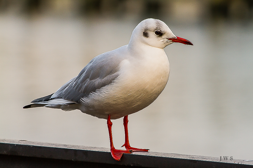 Lachmöwe (Chroicocephalus ridibundus, Syn. Larus ridibundus)