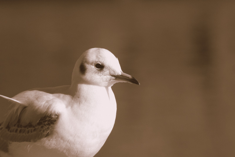 Lachmöwe (Chroicocephalus ridibundus, Syn. Larus ridibundus)