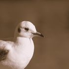 Lachmöwe (Chroicocephalus ridibundus, Syn. Larus ridibundus)