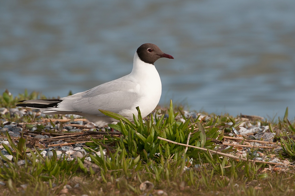 Lachmöwe (Chroicocephalus ridibundus, Syn. Larus ridibundus)