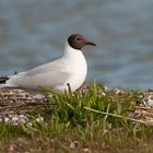 Lachmöwe (Chroicocephalus ridibundus, Syn. Larus ridibundus)