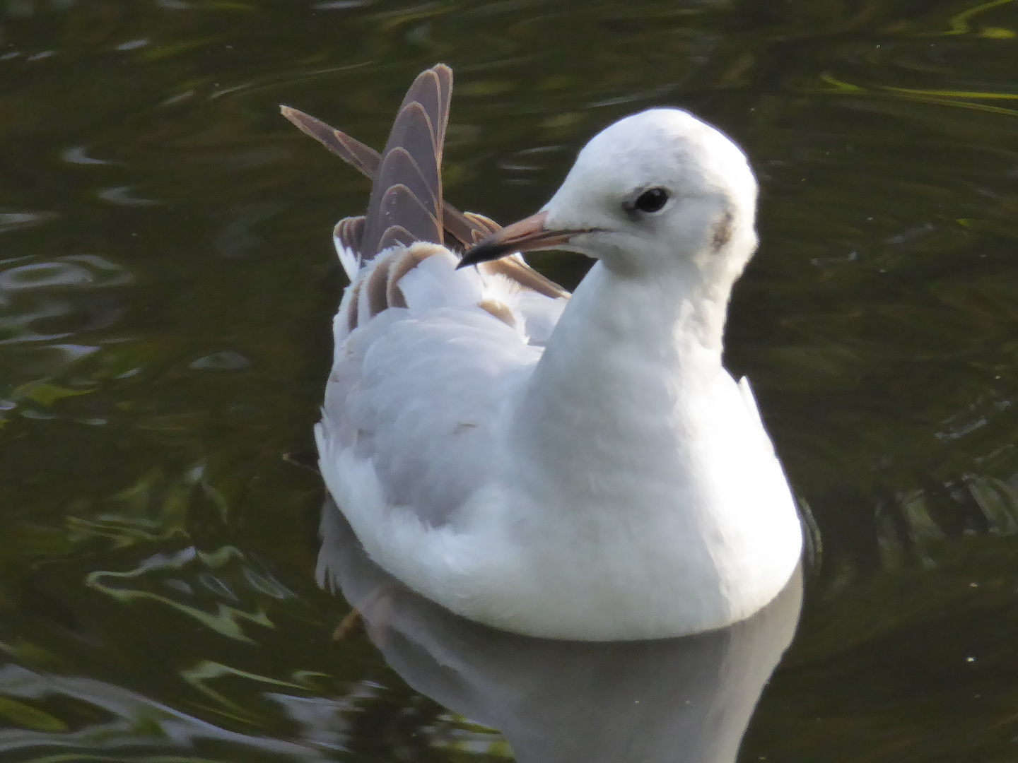 Lachmöwe