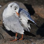 Lachmöwe: Großer Aufwand für einen kleinen Ring 02