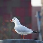 Lachmöwe, Hafen Hamburg