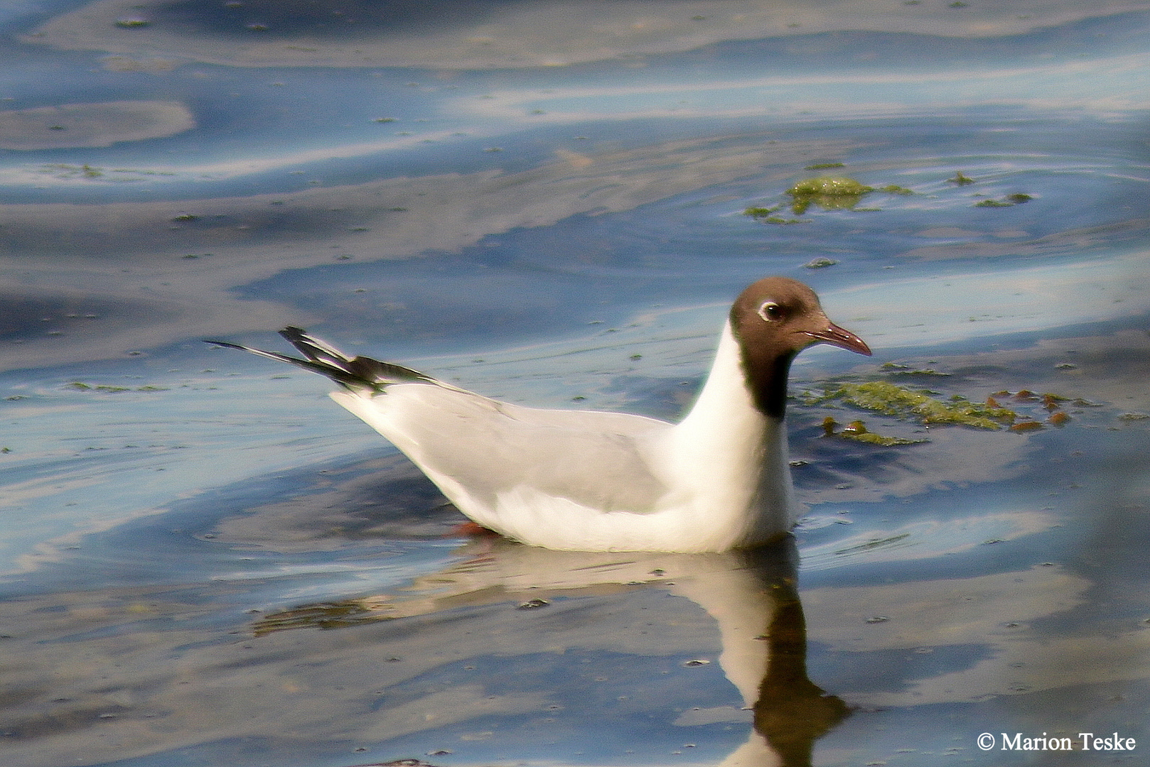 Lachmöwe I