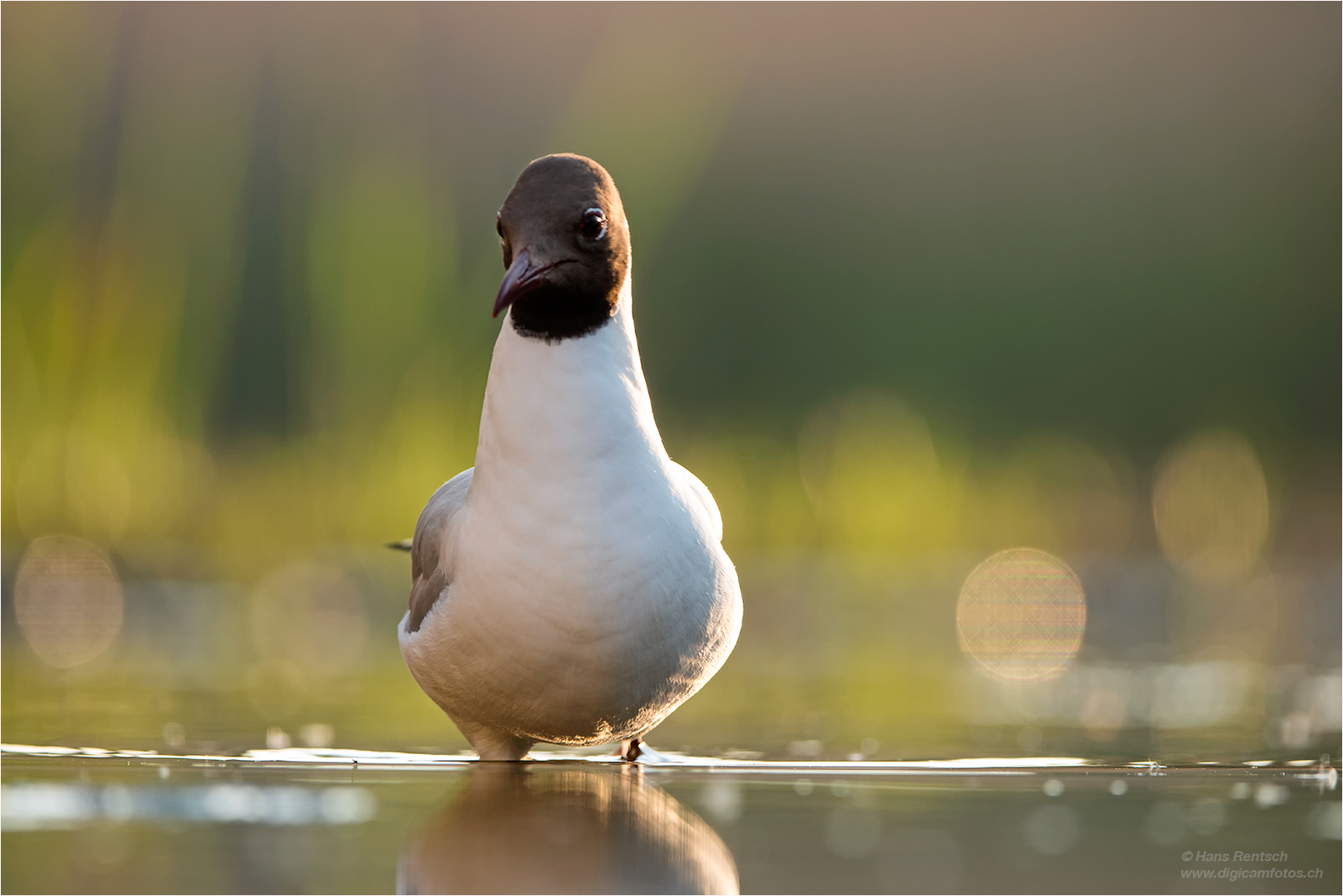 Lachmöwe im Abendlicht