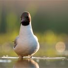 Lachmöwe im Abendlicht