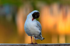 Lachmöwe im Abendlicht