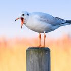 Lachmöwe im Abendlicht