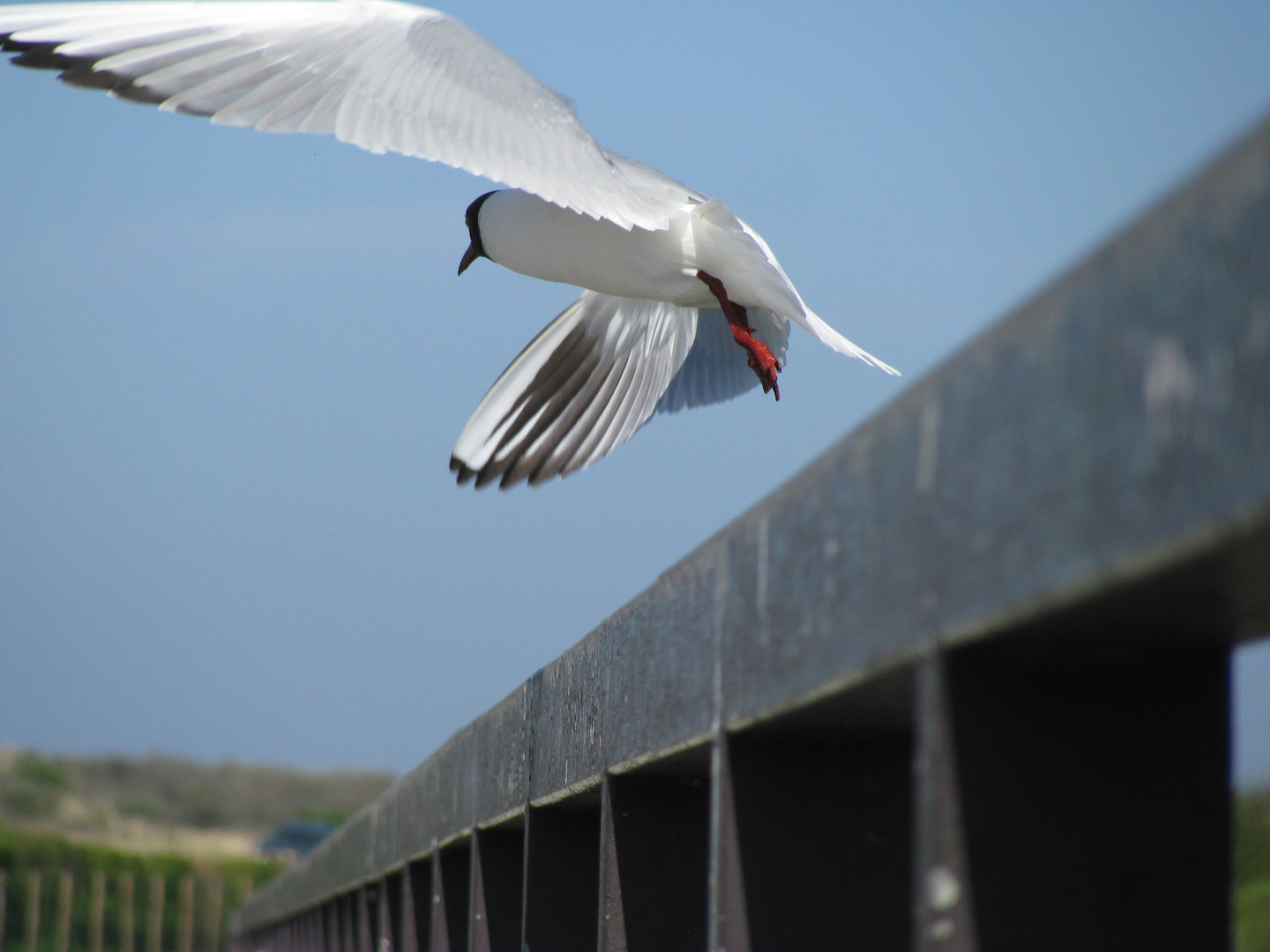 Lachmöwe im Abflug