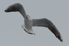 Lachmöwe im Anflug