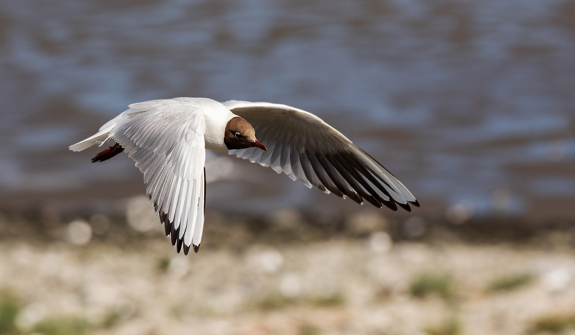 Lachmöwe im Flug 001 