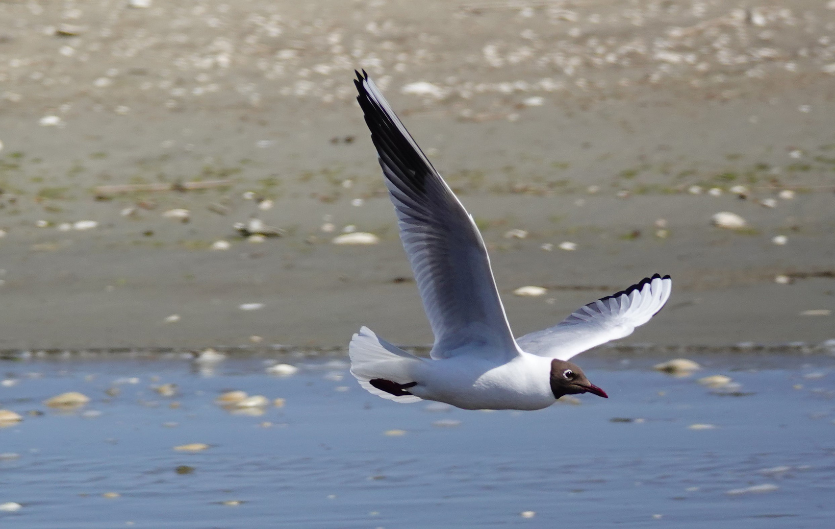 LACHMÖWE IM FLUG