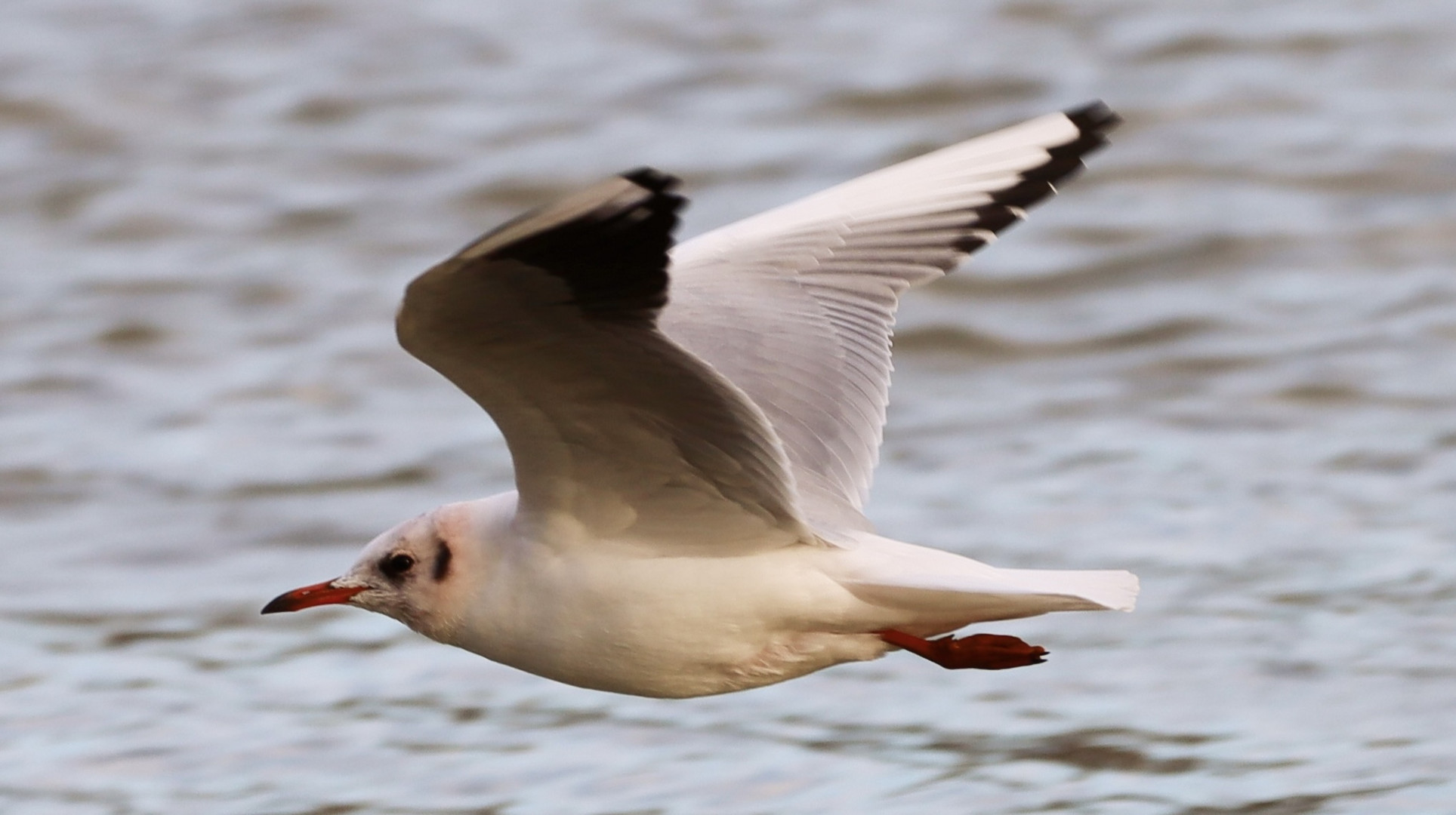 Lachmöwe im Flug