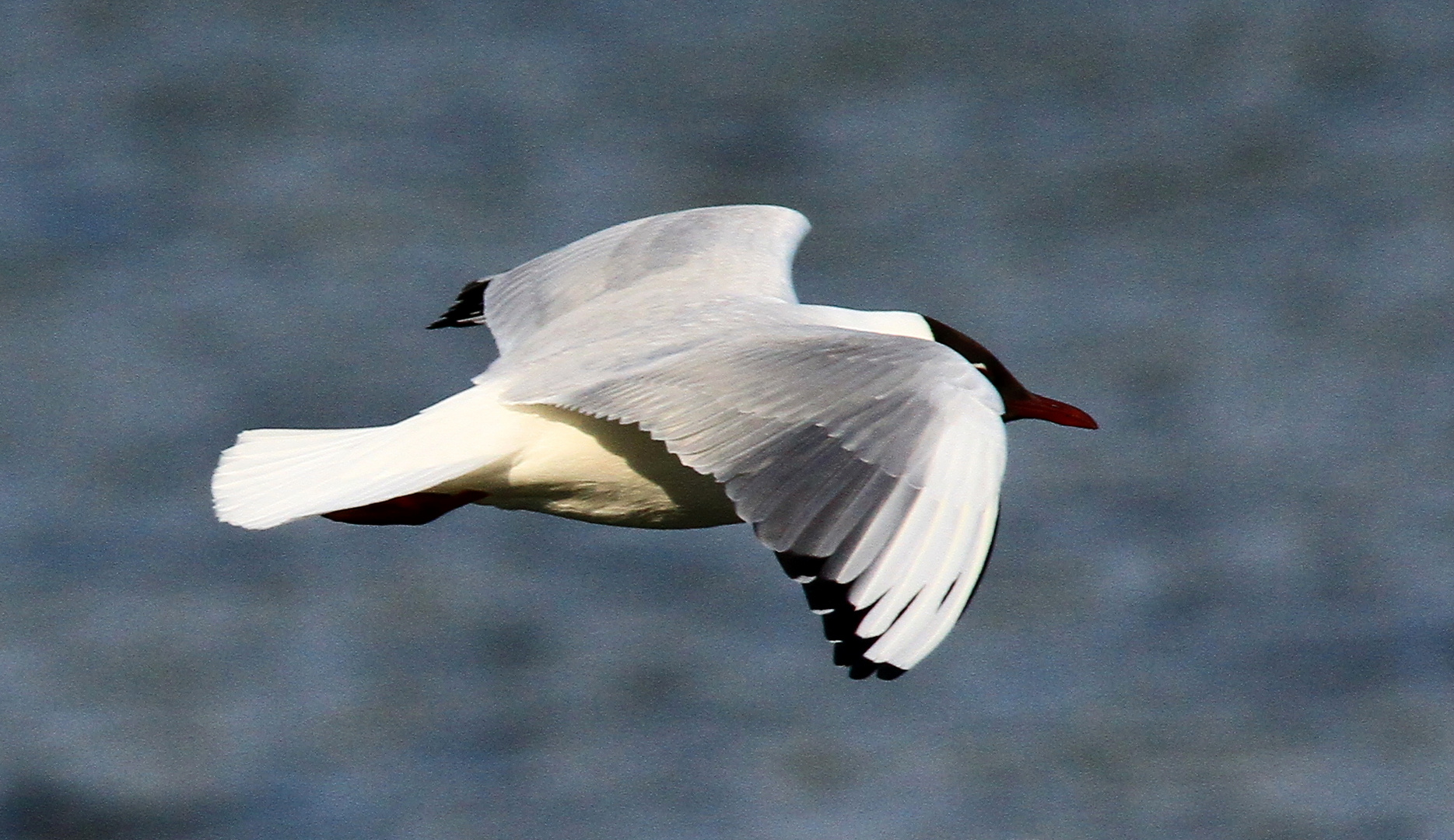 Lachmöwe im Flug