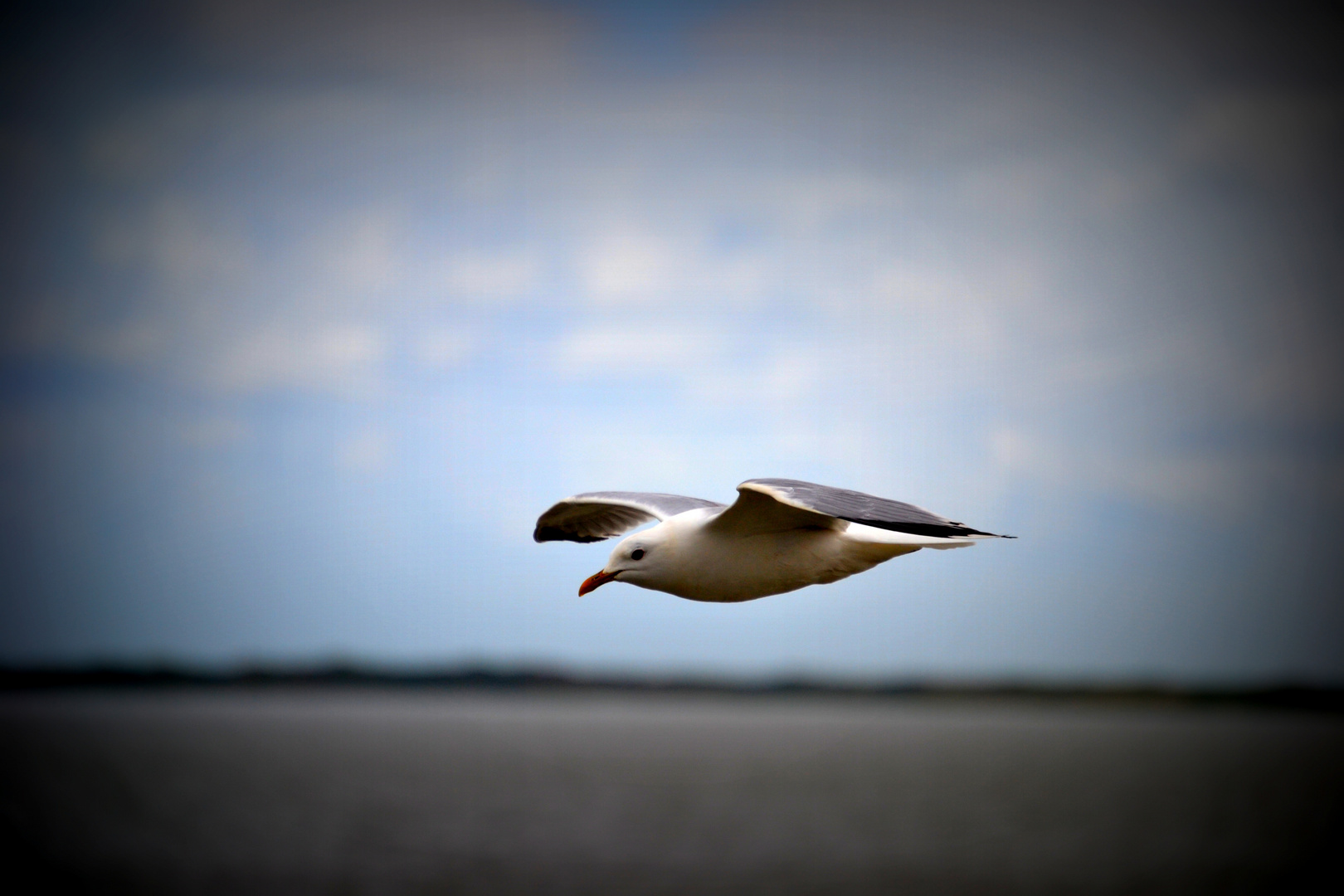 Lachmöwe im Flug