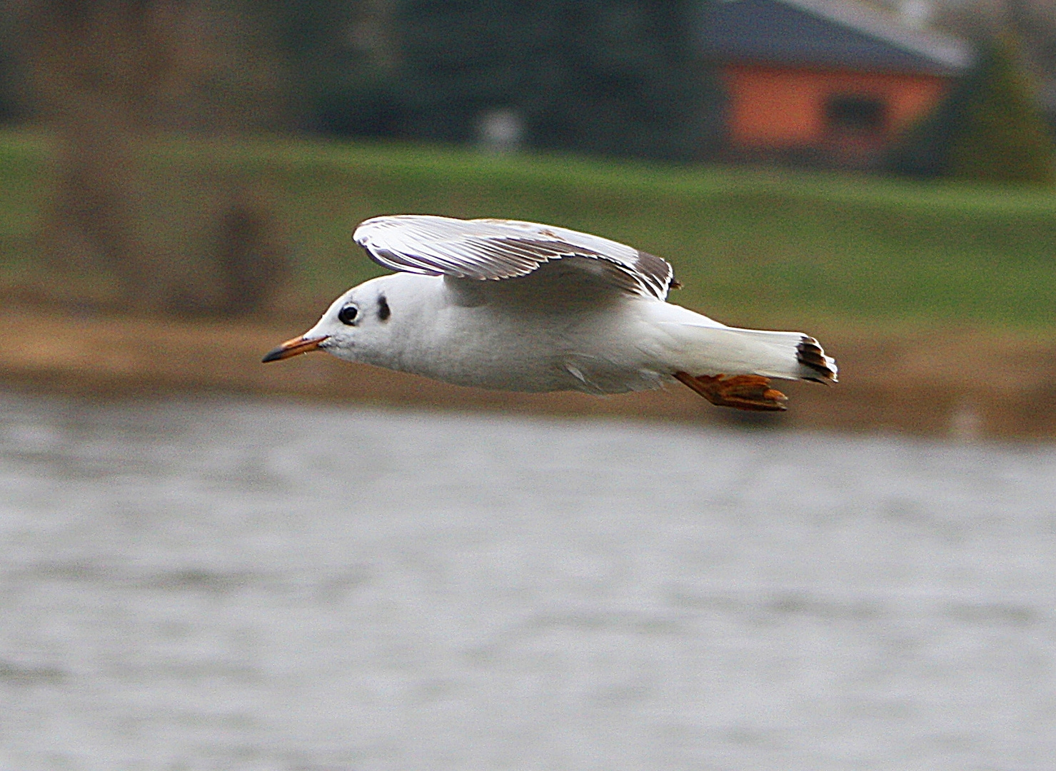 Lachmöwe im Flug