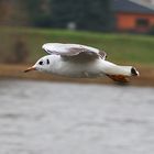 Lachmöwe im Flug