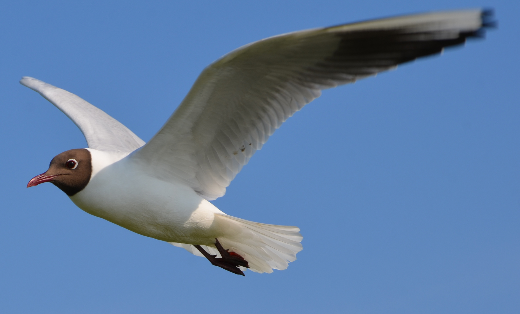 Lachmöwe im Flug