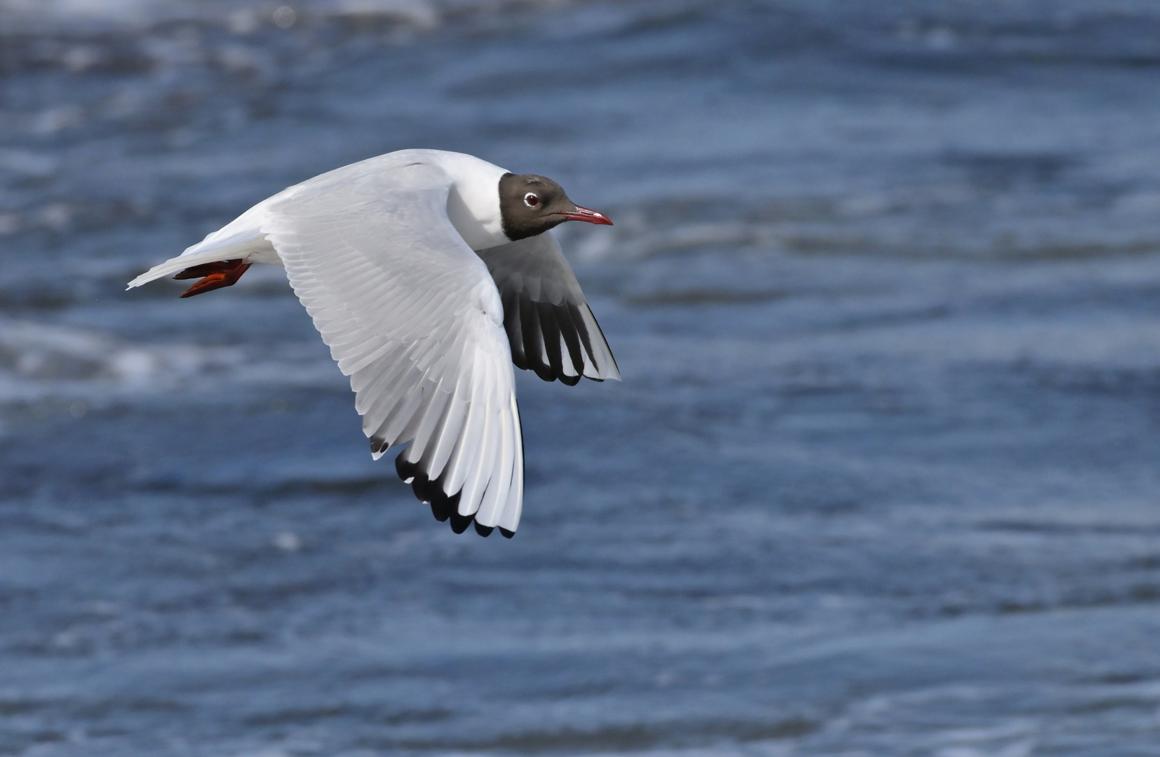 Lachmöwe im Flug...