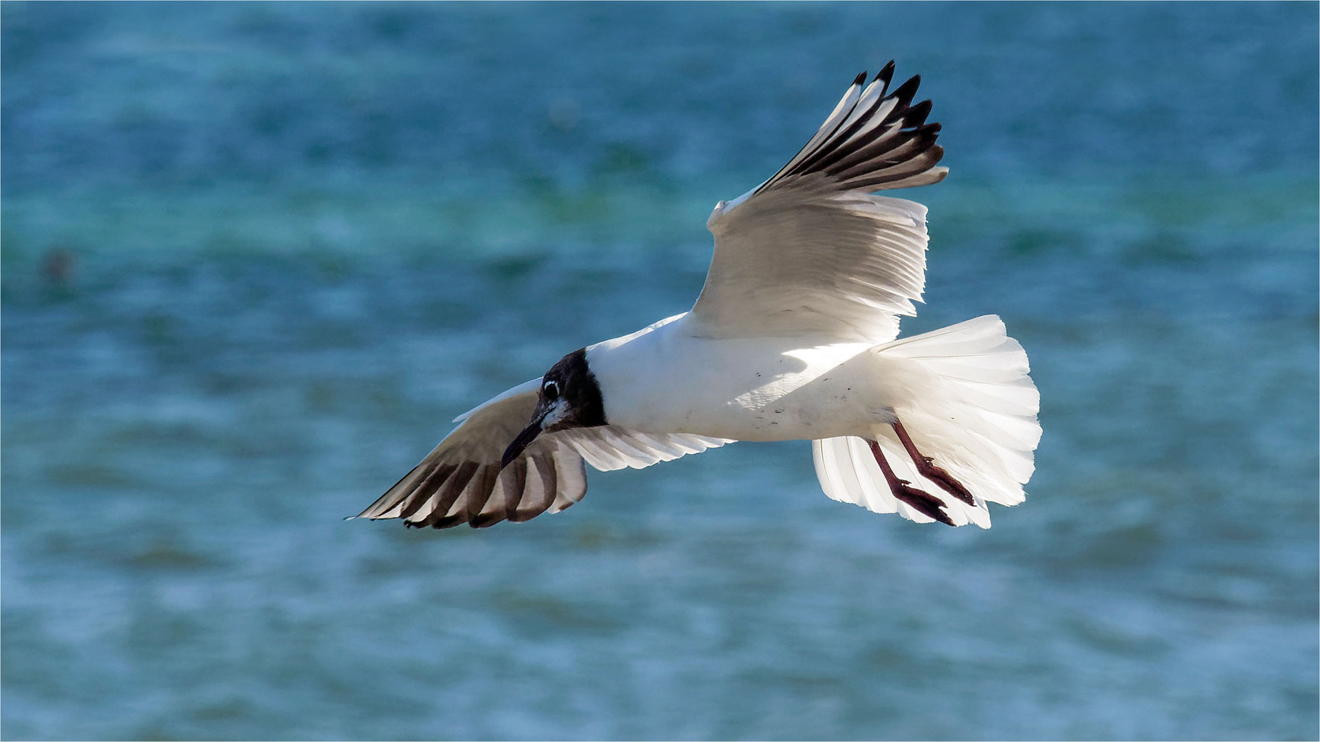 Lachmöwe im Flug  .....