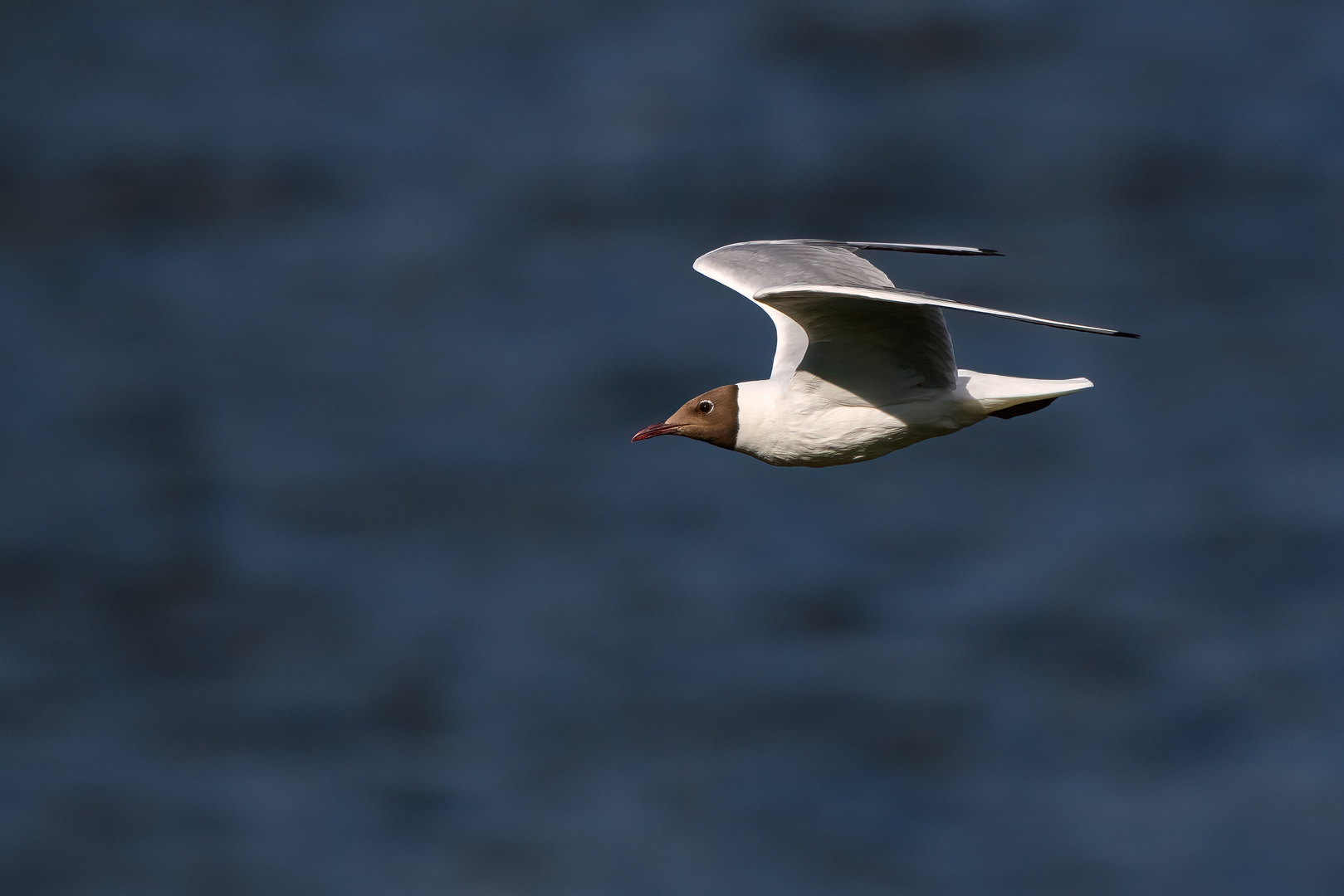 Lachmöwe im Flug