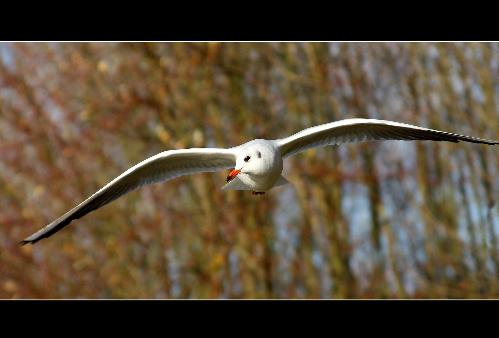 Lachmöwe im Flug