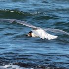 Lachmöwe im Flug  .....