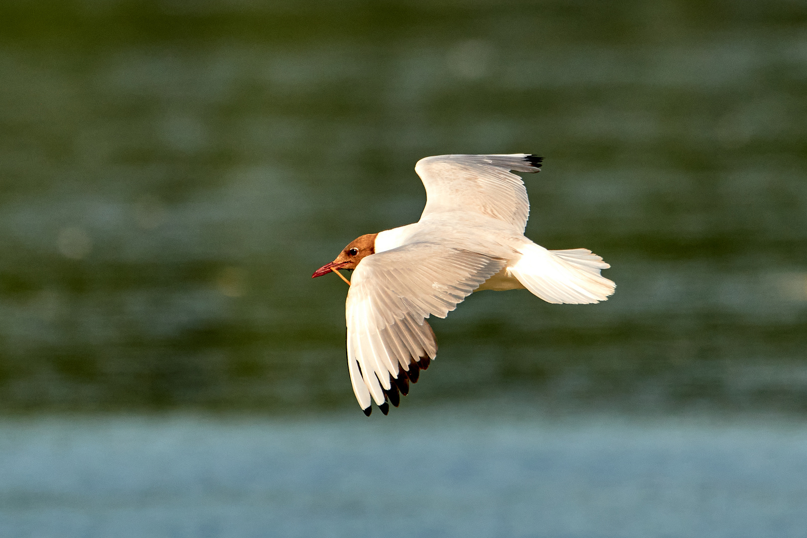 Lachmöwe im Flug