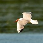 Lachmöwe im Flug