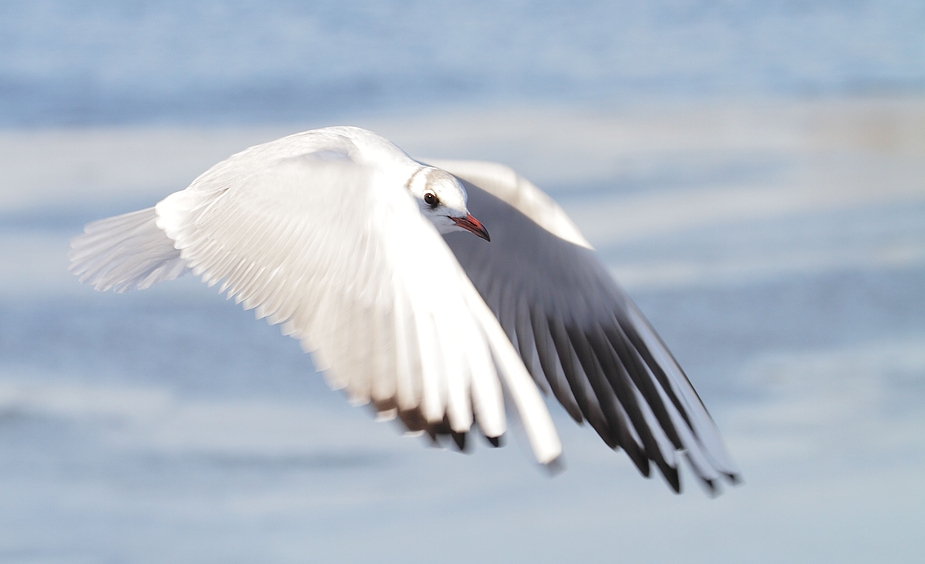 Lachmöwe im Fluge