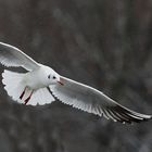 Lachmöwe im Fluge bei Schneefall