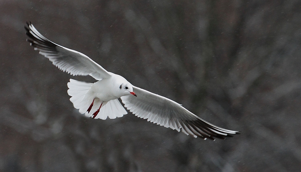 Lachmöwe im Fluge bei Schneefall