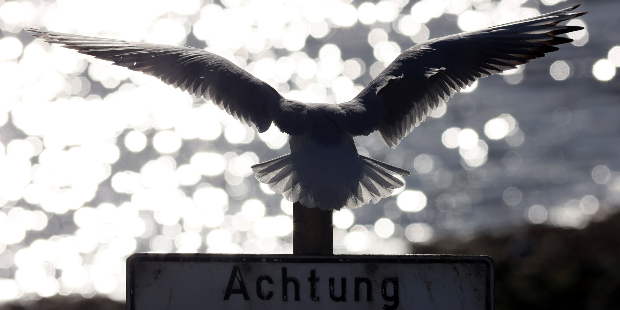 Lachmöwe im Gegenlicht