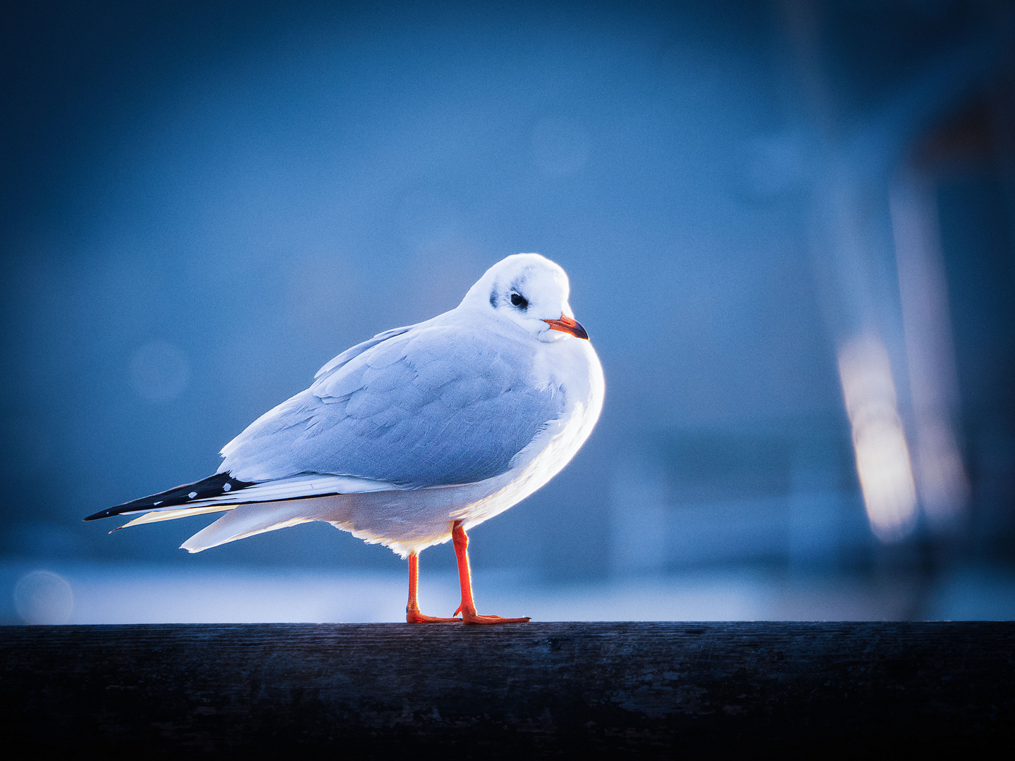 Lachmöwe im Gegenlicht