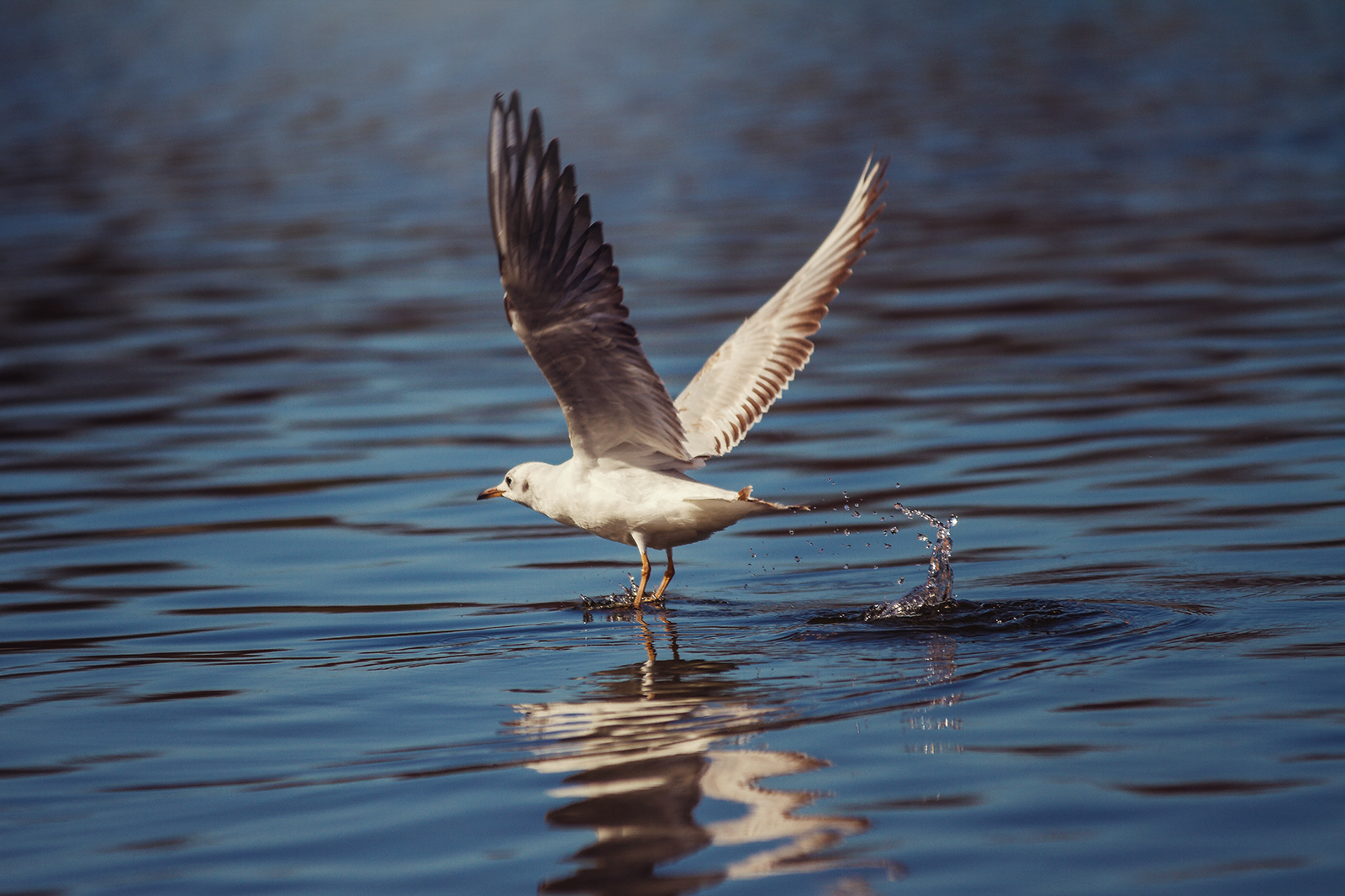 Lachmöwe im Landeanflug