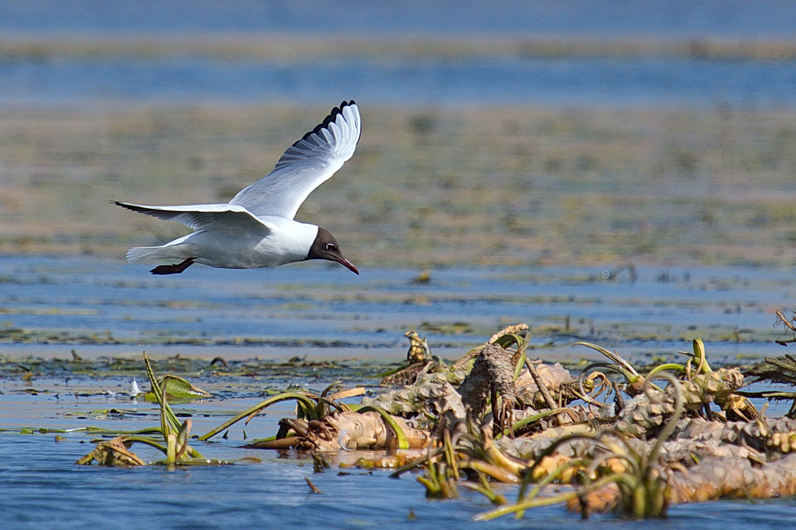 Lachmöwe im Landeanflug