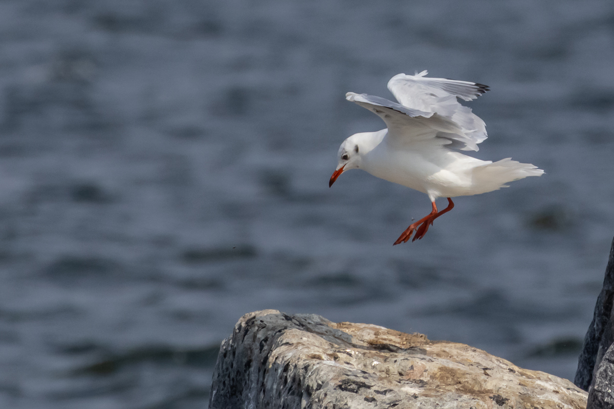 Lachmöwe im Landeanflug