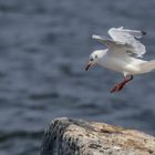 Lachmöwe im Landeanflug