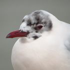 Lachmöwe im Porträt, Black-headed gull