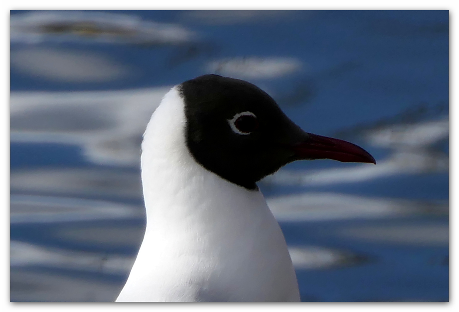 Lachmöwe im Profil