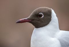 Lachmöwe im Profil - Porträt