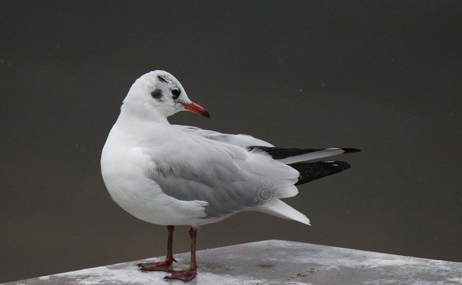 Lachmöwe im Regen