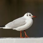 Lachmöwe im Sonnenschein