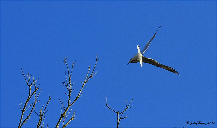 Lachmöwe im Sturzflug