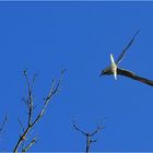 Lachmöwe im Sturzflug