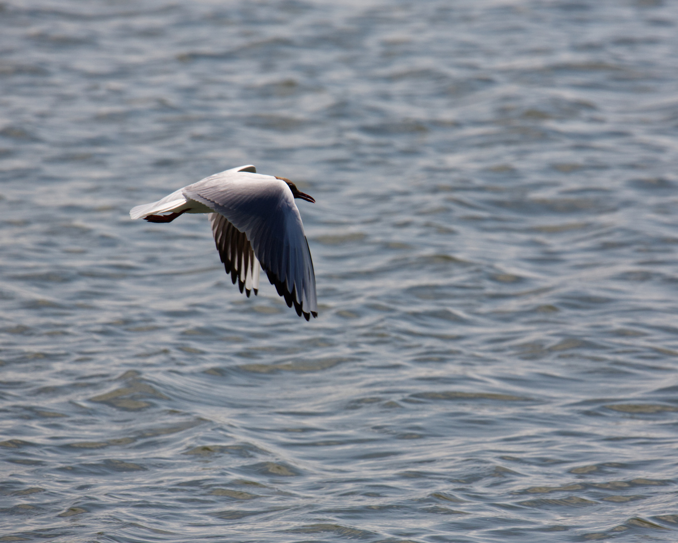 Lachmöwe im Überflug